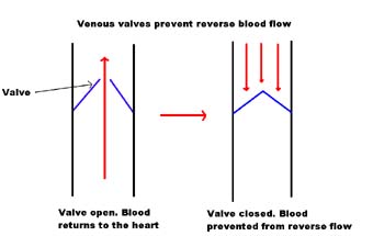Venous reflux